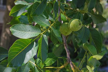 Bir dalda iki olgunlaşmamış ceviz. Yağmurdan sonra bir ağacın yapraklarında yeşil ceviz