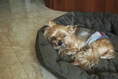 Yorkshire Teriyeri evde kaldı ve yatağında yattı. Evde hijyenik kemerli bir köpek var.