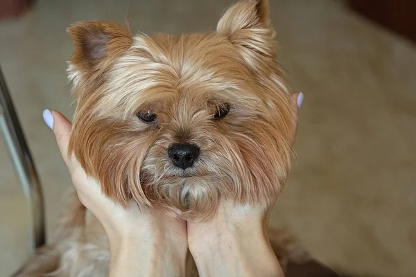 Yorkshire Terrier portresi. Yakın plan. Kız küçük bir köpeğin başını tutuyor.