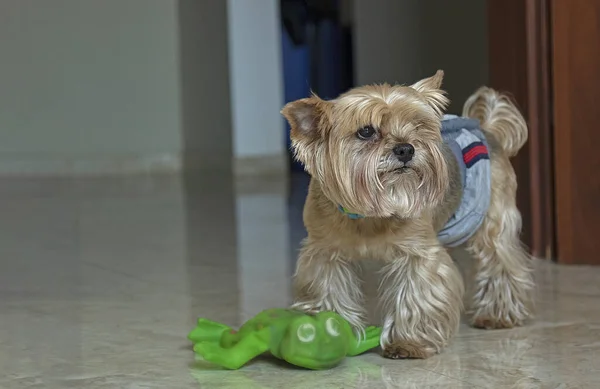 Yorkshire Terrier Left Alone Home Small Dog Green Rubber Toy — Stock Photo, Image