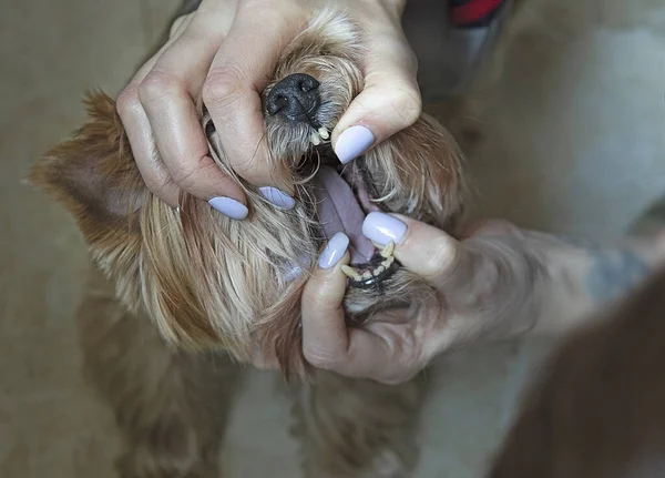 girl opens the jaws of a dog. Caring for a dog, checking the teeth of the Yorkshire Terrier