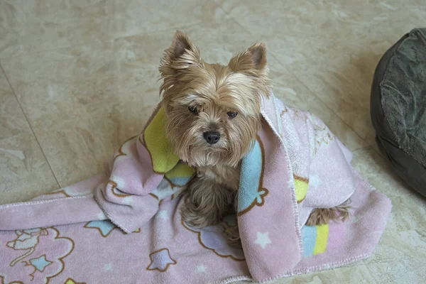 一只约克郡小狗躺在地板上的毛毯上的肖像 照顾一只呆在家里的狗 顶部视图 — 图库照片