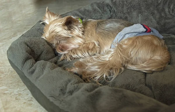 Yorkshire Teriyeri evde kaldı ve yatağında yattı. Evde hijyenik kemerli bir köpek var.