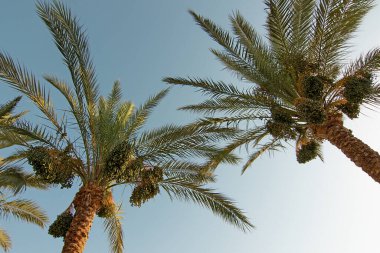 Hurma ağacının meyveleri, sarkmış bir halde. Palmiye ağaçlarının tepeleri.