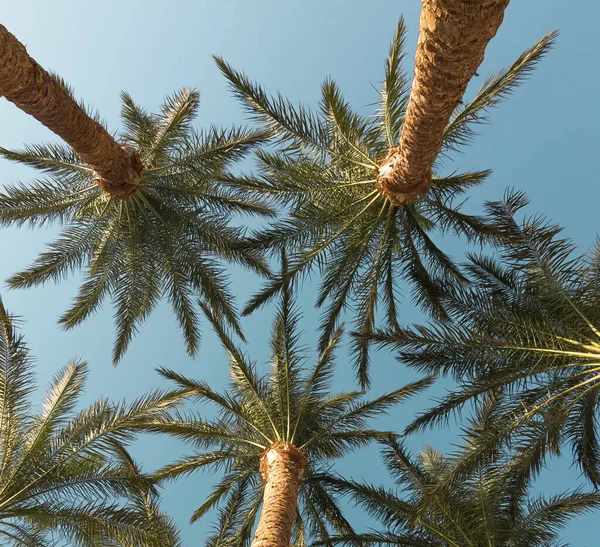 tops of date palms. Green palm leaves against the blue sky