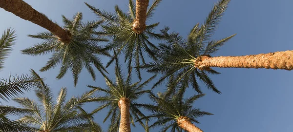 Tops Date Palms Green Palm Leaves Blue Sky — Stock Photo, Image