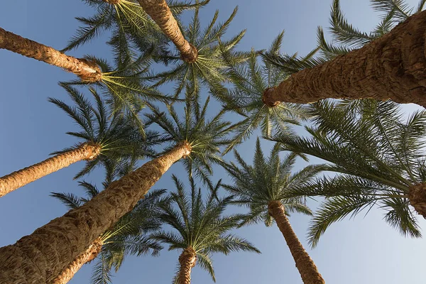 Tops Date Palms Green Palm Leaves Blue Sky — Stock Photo, Image