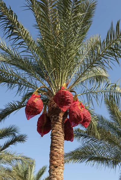 Ripe dates on a palm tree in red nets. Leaves of palm trees and dates on a background of blue sky