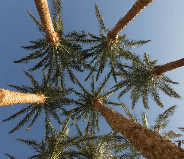 Sommets Palmiers Dattiers Feuilles Palmier Vert Contre Ciel Bleu — Photo