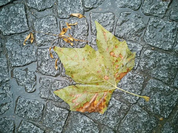 Feuille Automne Sur Fond Pavés Texturaux Après Pluie — Photo