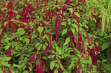 Çiçek açan kırmızı amaranth tarlası. İki rengin doğal arkaplanı