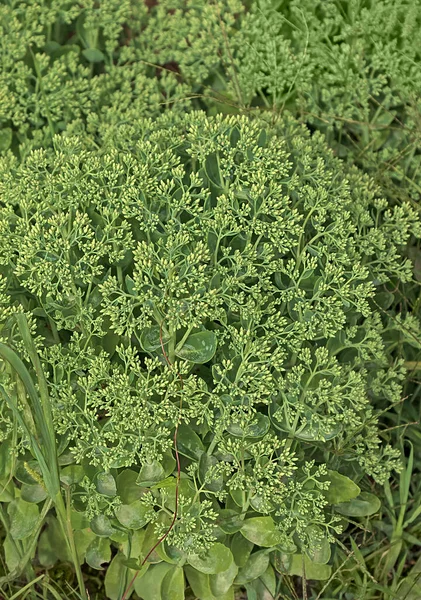 Erba Sfocata Sfondo Orientamento Verticale Hylotelephium Anacampseros — Foto Stock