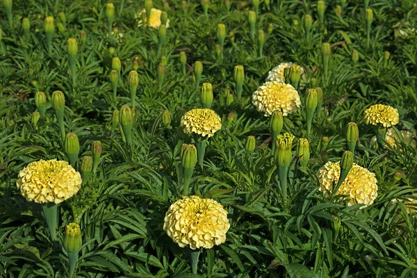 Fundo Floral Calêndula Flores Amarelas Florescendo Campo — Fotografia de Stock