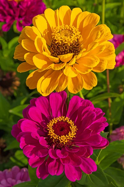 Yeşil yapraklardan oluşan arka planda mor ve sarı zinnia çiçekleri. Dikey yönelim