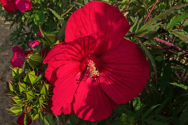 Червона Квітка Гібіскуса Жовтими Тичинками Тлі Закритих Бутонів Парку — стокове фото