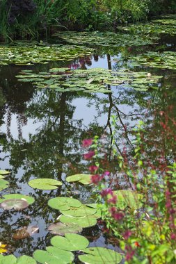 Su zambağı yapraklarıyla dolu bir göletin sularında ağaçların ve gökyüzünün bulanık yansıması. Doğal arkaplan
