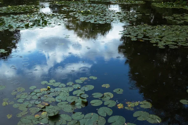 Fondo Lluvioso Con Ondulaciones Reflejo Del Cielo Agua Con Hojas —  Fotos de Stock