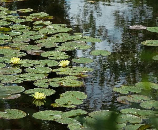 Hojas Verdes Nenúfares Flores Amarillas Superficie Del Estanque Fondo Verde —  Fotos de Stock