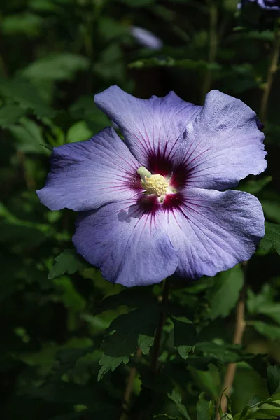 Фіолетова Квітка Гібіскуса Тичинками Розмитому Фоні Зеленого Листя — стокове фото