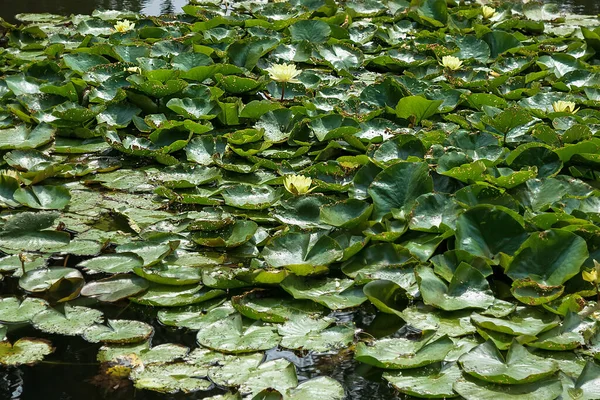 Hojas Verdes Nenúfares Flores Amarillas Superficie Del Estanque Fondo Verde —  Fotos de Stock