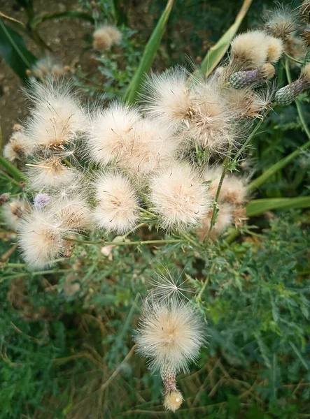 Abstrakte Florale Hintergrund Mit Flauschigen Leichten Blumen — Stockfoto