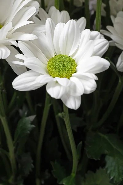 White Chrysanthemum Background Leaves Isolated White Flower Vertical Orientation — Stock Photo, Image