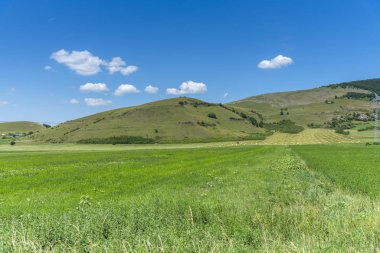 yeşil tarla ve mavi gökyüzü