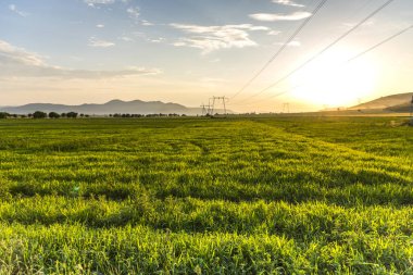 Sabah çeltik tarlası