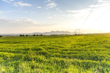 Sabah çeltik tarlası