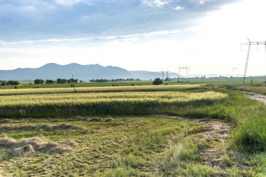Tayland 'daki çeltik tarlası