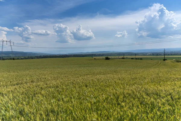 Weizenfeld Und Blauer Himmel — Stockfoto