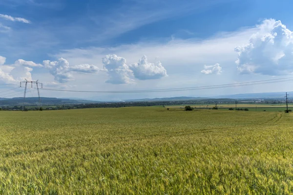 Weizenfeld Und Wolkenverhangener Himmel — Stockfoto