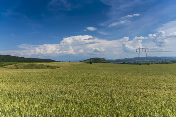 Weizenfeld Und Blauer Himmel — Stockfoto