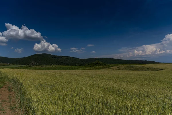 Ländliche Landschaft Mit Grünem Gras Und Blauem Himmel — Stockfoto