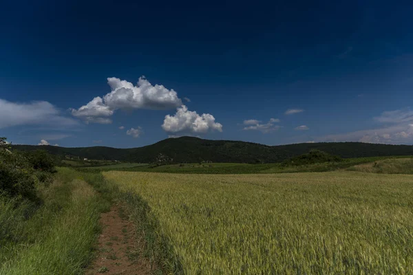 Ländliche Landschaft Mit Feld Und Blauem Himmel — Stockfoto