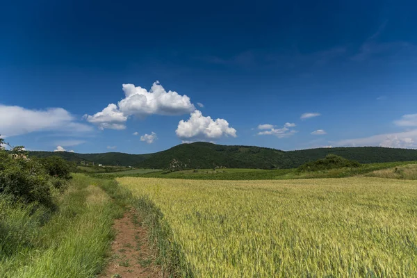 Ländliche Landschaft Mit Grünem Feld Und Blauem Himmel — Stockfoto