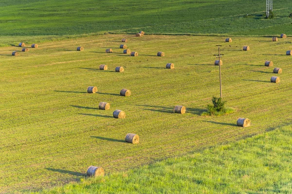 Fardos Feno Campo — Fotografia de Stock