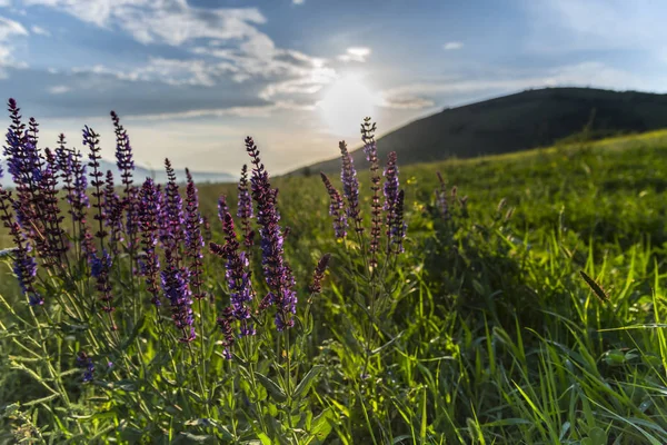 Prachtig Zomers Landschap Met Bloemen — Stockfoto