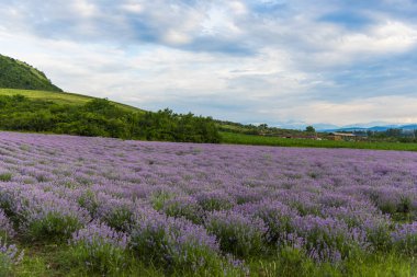Yazın lavanta tarlası