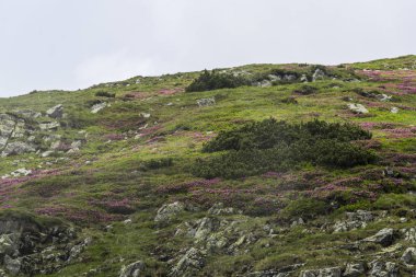 Yeşil çimenli ve mavi gökyüzü olan dağ manzarası
