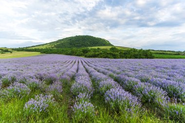 Yazın lavanta tarlası