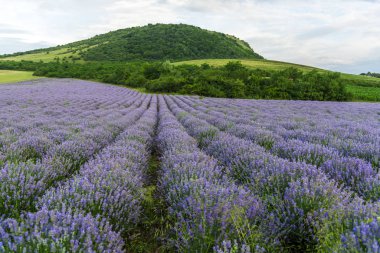 Provence, Fransa 'daki lavanta tarlası