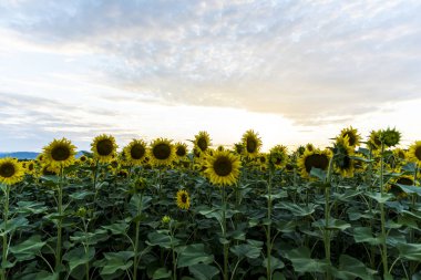 Yazın ayçiçeği tarlası