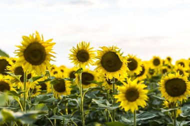 Yazın açan ayçiçeği tarlası
