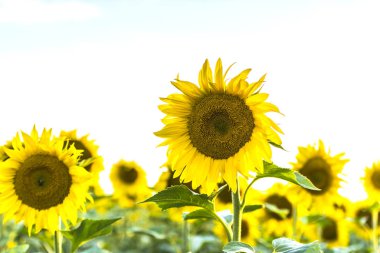 Tarlada açan ayçiçekleri