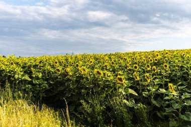 Sarı ayçiçeği tarlası