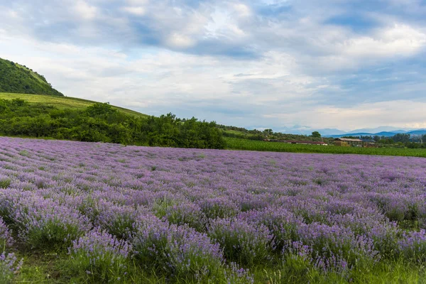 lavender field in the summer