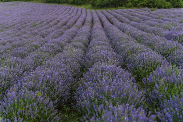 Lavanderias Provence Francia — Fotografia de Stock