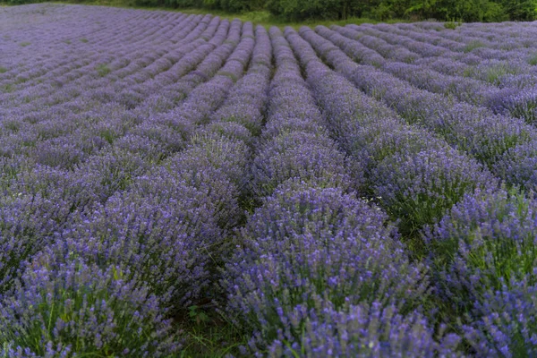 Lavanderias Provence Francia — Fotografia de Stock