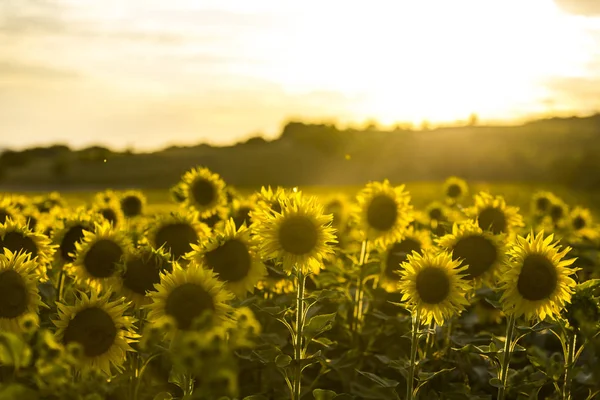 Zonsondergang Het Veld Van Zonnebloemen — Stockfoto